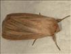 2196 (73.289) Striped Wainscot